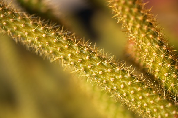 Cactus Spikes by Joy Watson